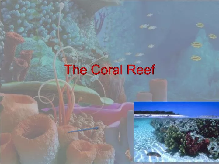 PPT - The Coral Reef PowerPoint Presentation, free download - ID:2586906