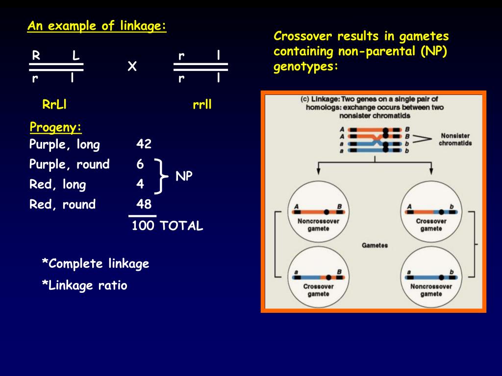 PPT Bateson & and sweet peas PowerPoint Presentation ID