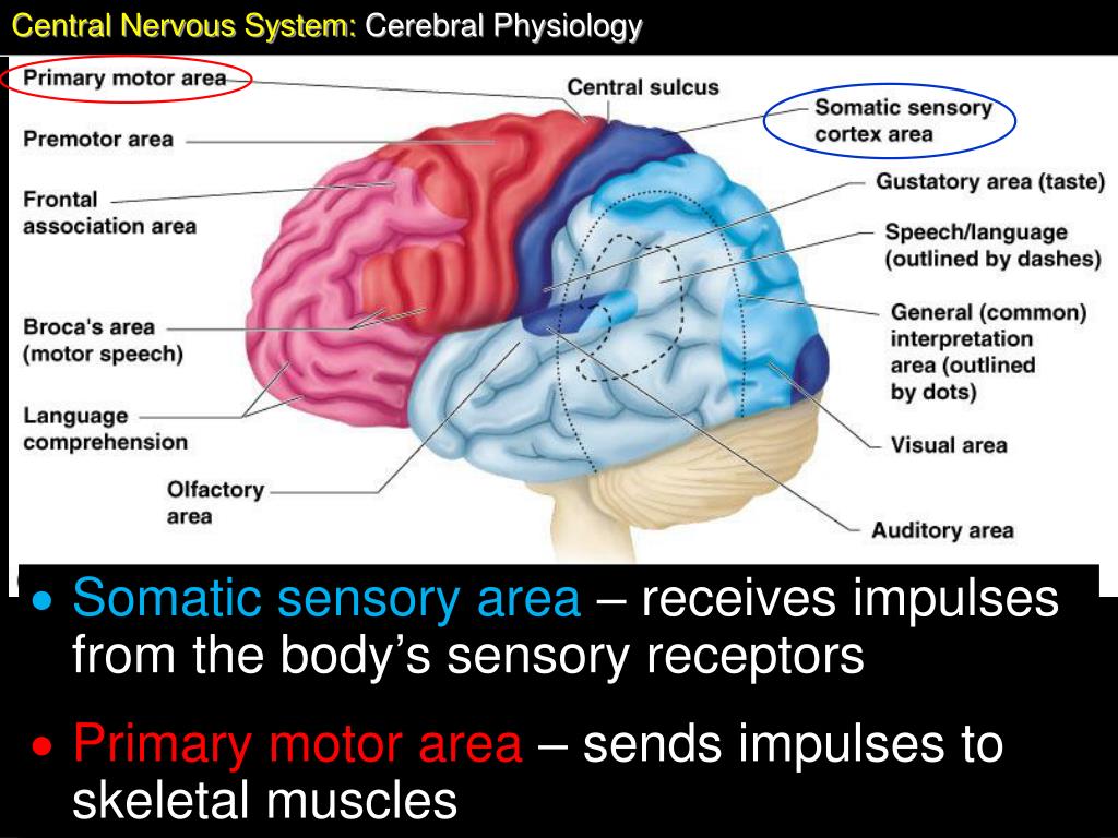PPT - Chapter 7 : The Nervous System Central Nervous System