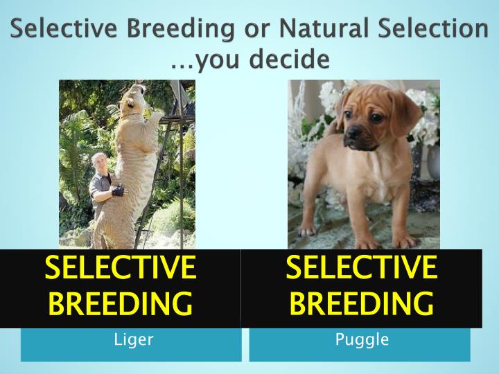 Animals For Natural Selection Animals For Natural Selection