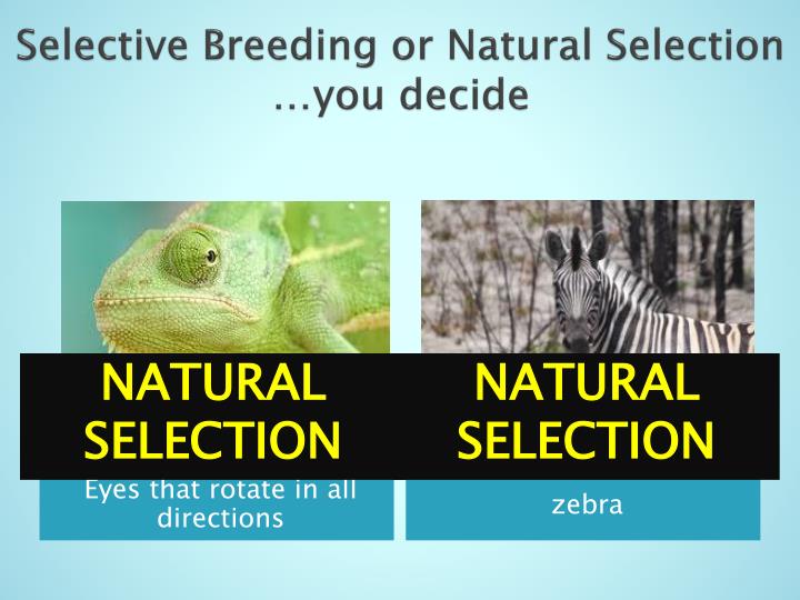 natural selection vs human intervention What is an example of artificial selection except artificial selection involves human intervention while natural selection is, as the name implies, natural. natural selection vs human intervention What is an example of artificial selection except artificial selection involves human intervention while natural selection is, as the name implies, natural.
