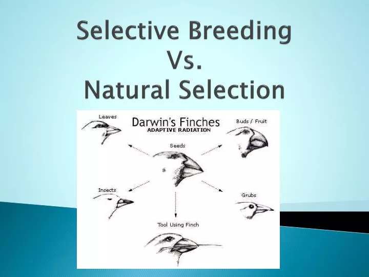 Natural Selection Ppt Presentation Natural Selection Ppt Presentation