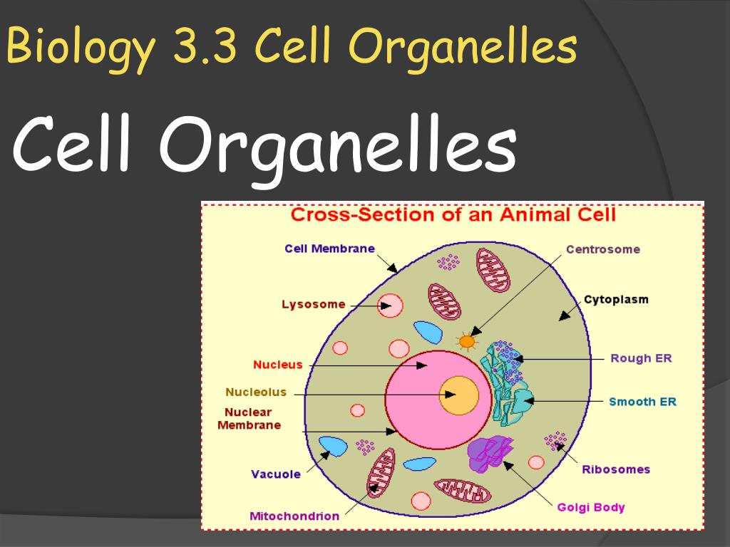 PPT - Biology 3.3 Cell Organelles PowerPoint Presentation; free