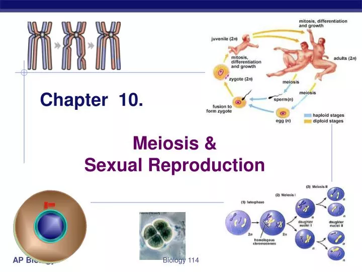 ap biology meiosis essay ap biology meiosis essay