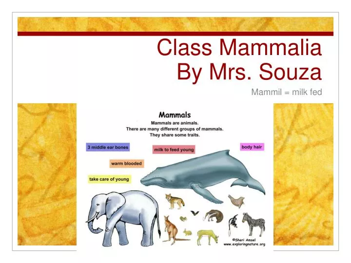 PPT - Class Mammalia By Mrs. Souza PowerPoint Presentation, free ...
