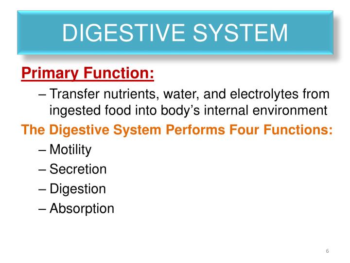 PPT - Physiology of the Digestive System PowerPoint Presentation - ID
