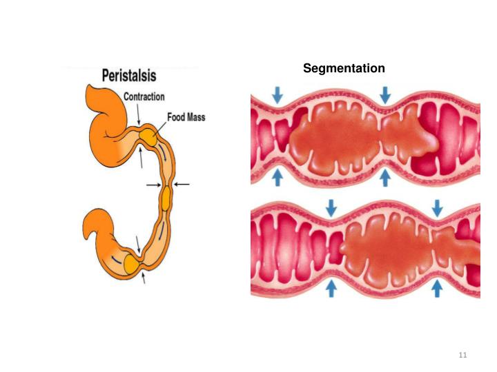 PPT - Physiology of the Digestive System PowerPoint Presentation - ID