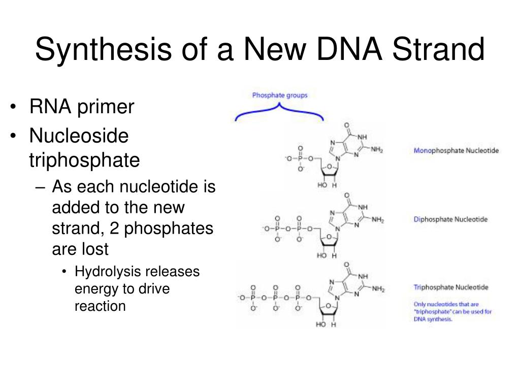 PPT 16 2 DNA Replication PowerPoint Presentation Free Download ID 