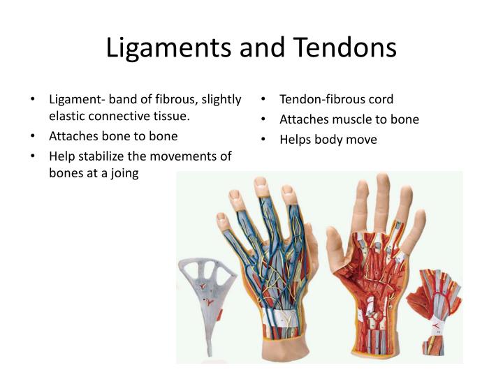 SKELETAL SYSTEM PowerPoint Presentation Biology Diagrams