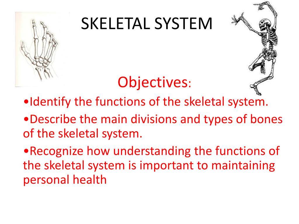 What Are The Main Functions Of The Skeletal System Slide Share