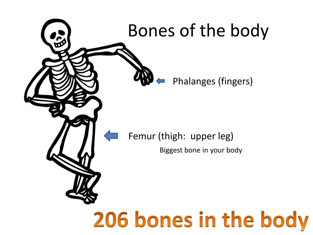 PPT - Bones of the body PowerPoint Presentation, free download - ID:2594226