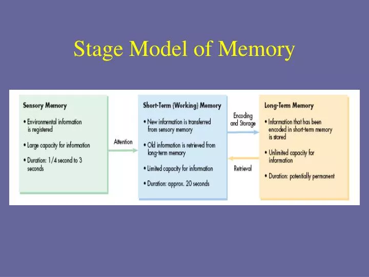 PPT - Stage Model of Memory PowerPoint Presentation, free download -  ID:2594519