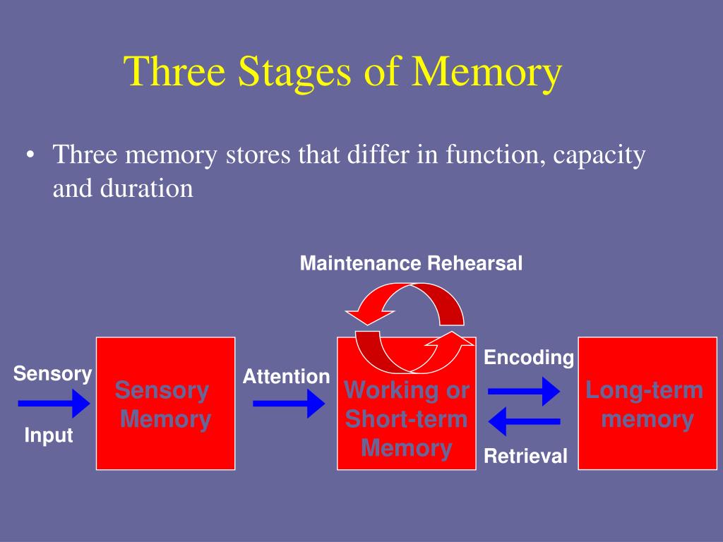 PPT - Stage Model of Memory PowerPoint Presentation, free download - ID ...