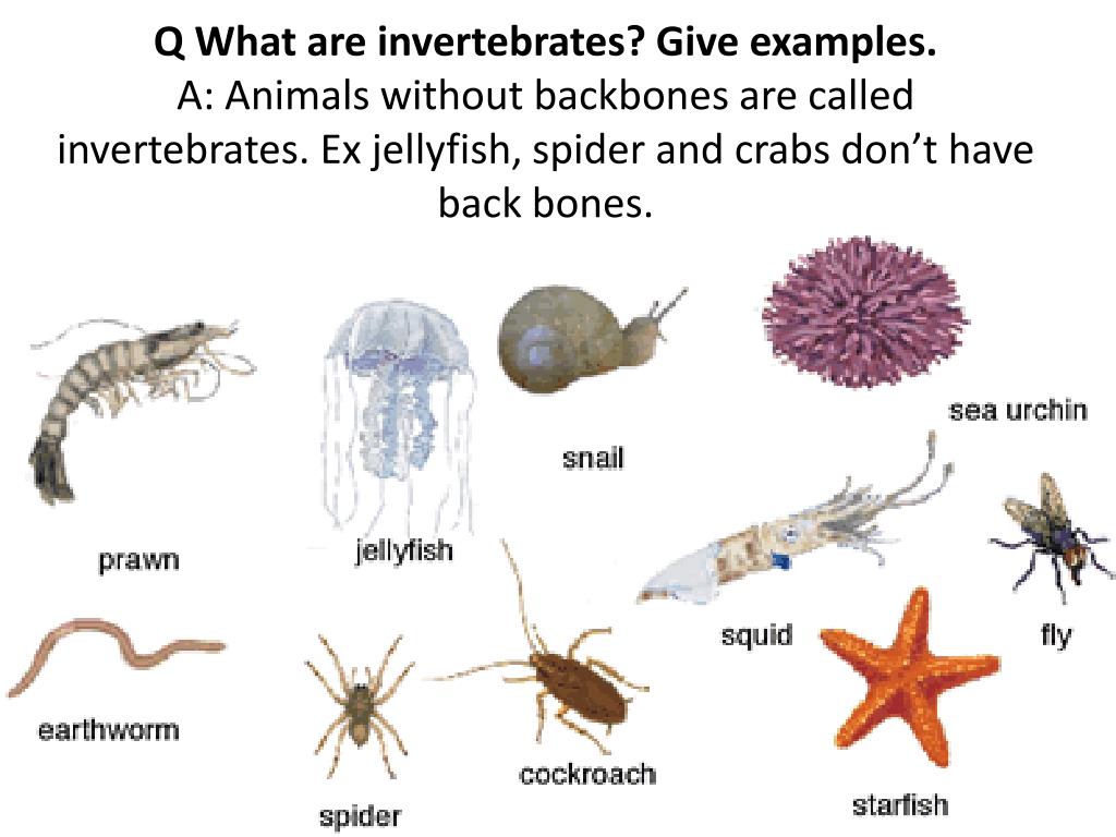 PPT - Classification of invertebrates PowerPoint Presentation, free  download - ID:2595444