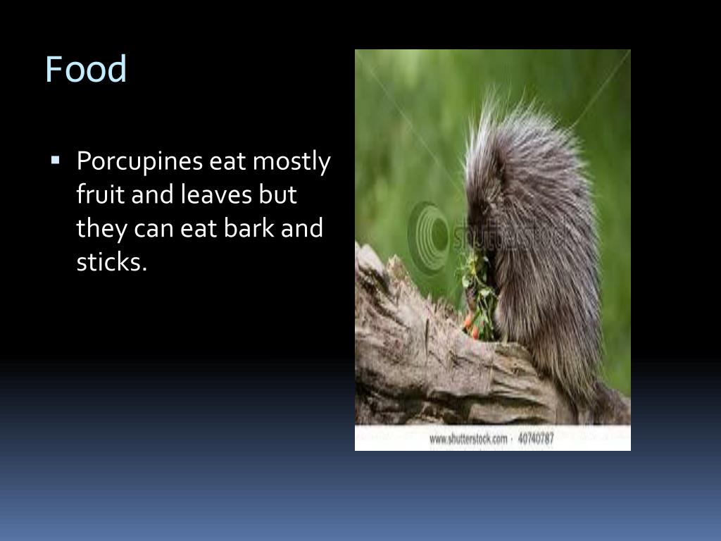 Porcupine PowerPoint Presentation, free download Biology Diagrams