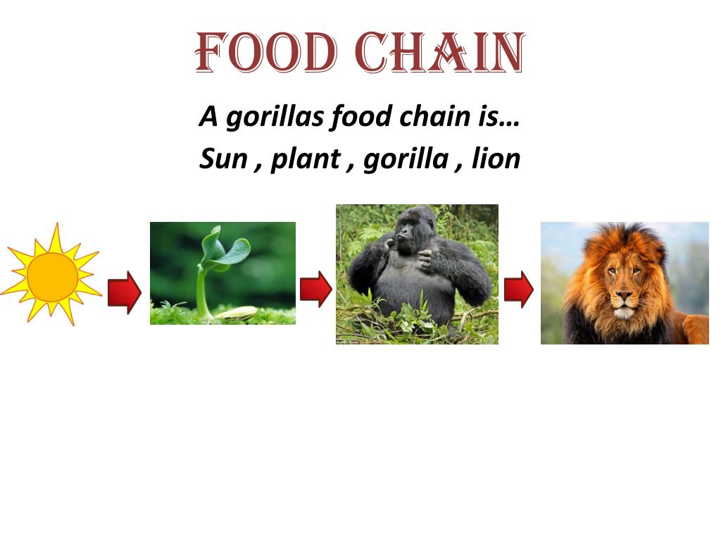 Gorillas PowerPoint Presentation, free download Biology Diagrams