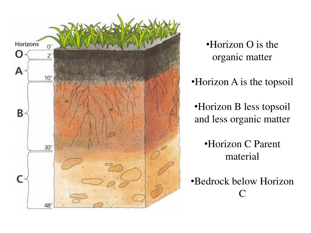 PPT - Growing Plants Hydroponically vs. In Soil: PowerPoint ...