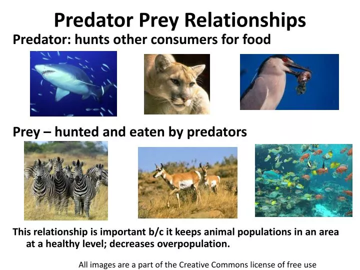 what is a good predator prey relationship