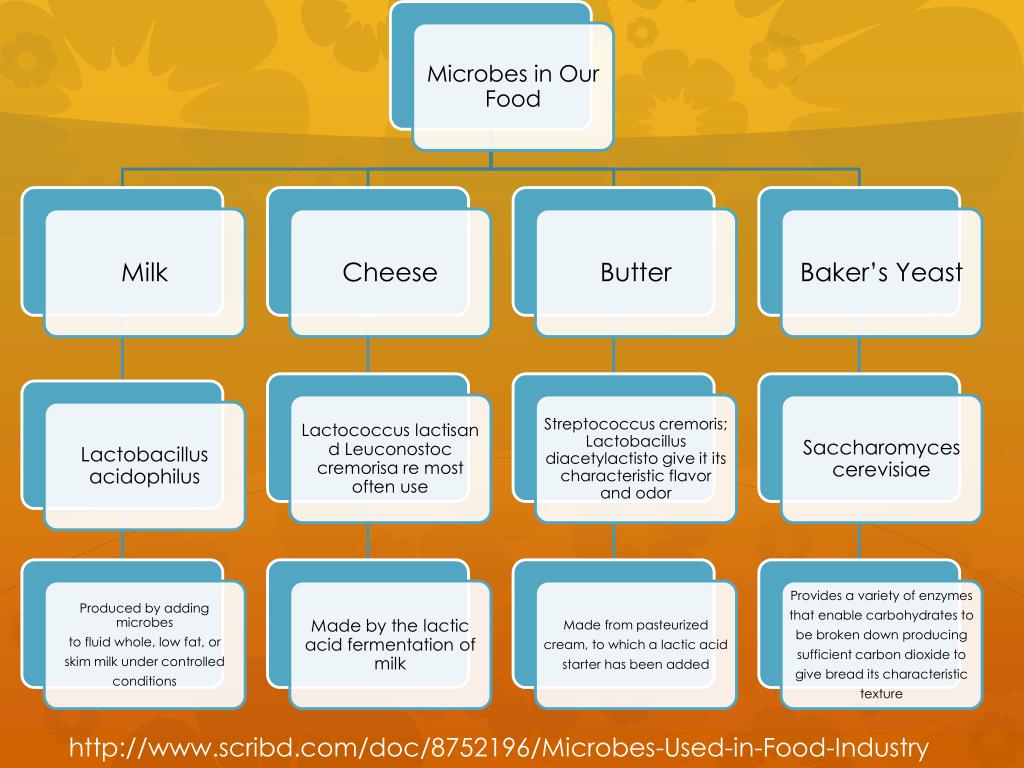 Microbes PowerPoint Presentation, free download Biology Diagrams