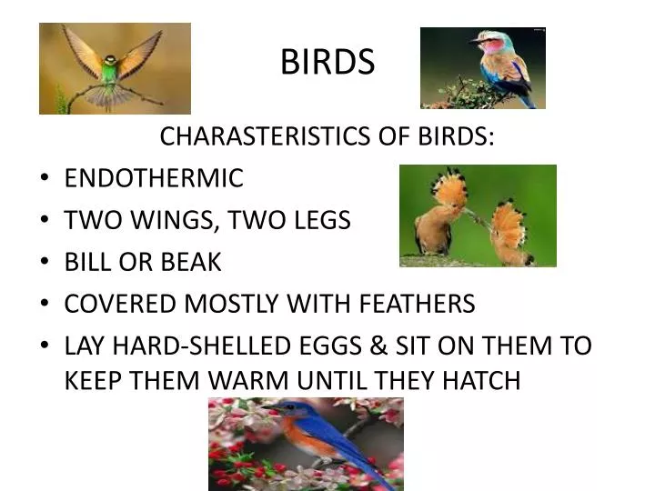 presentation about birds