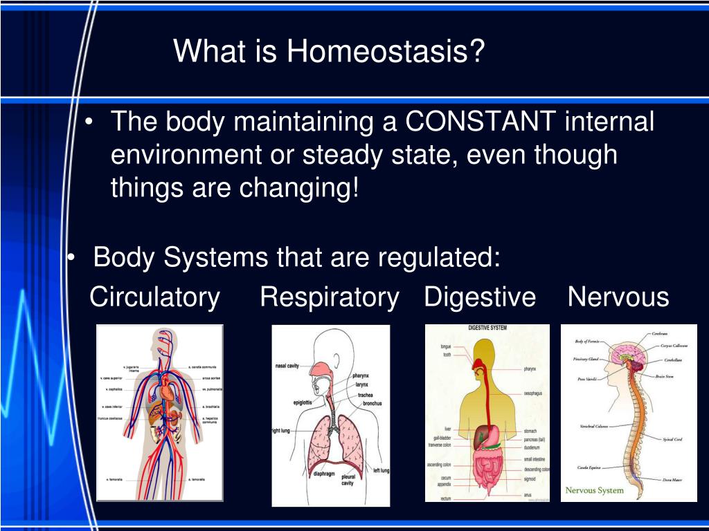 PPT Physiology Homeostasis PowerPoint Presentation Free Download 