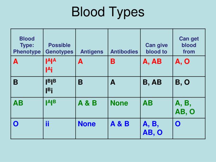 PPT - Blood Typing PowerPoint Presentation - ID:2602000