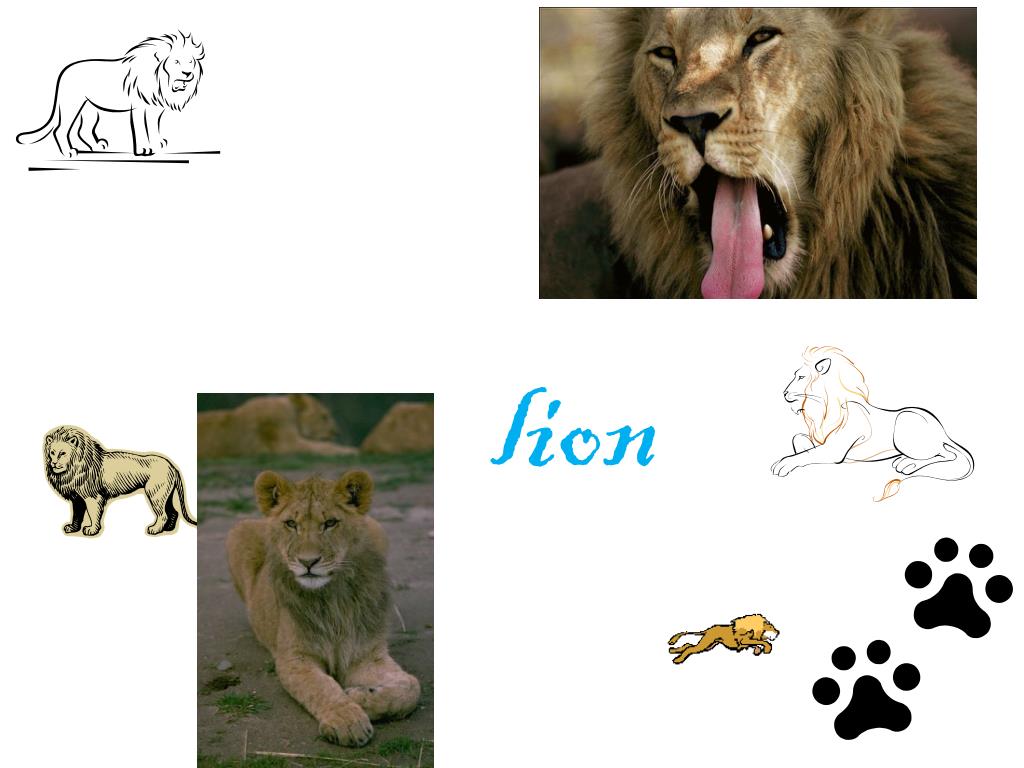 PPT - lion PowerPoint Presentation, free download - ID:2604403