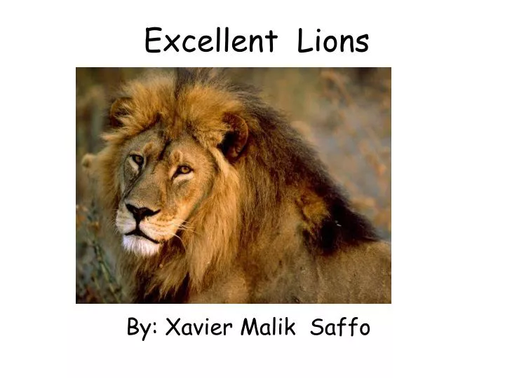 excellent lions n.