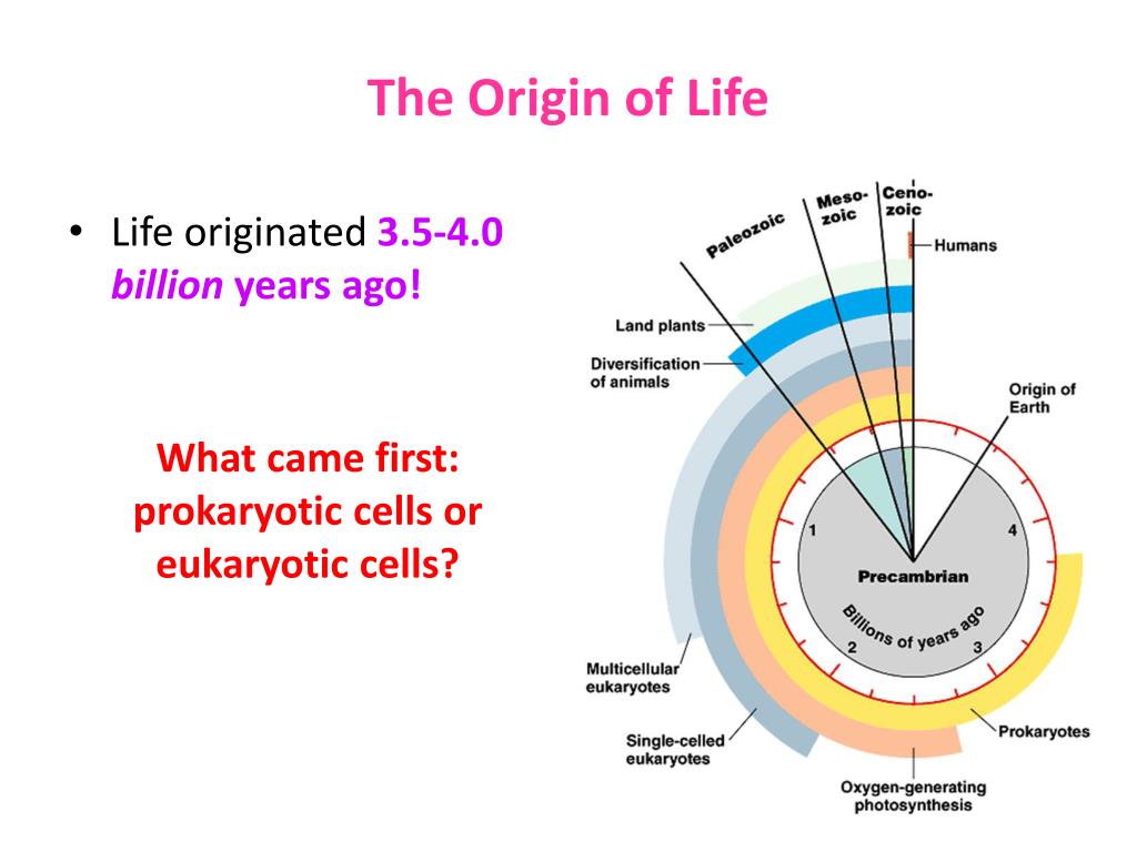 history of the origin of life essay
