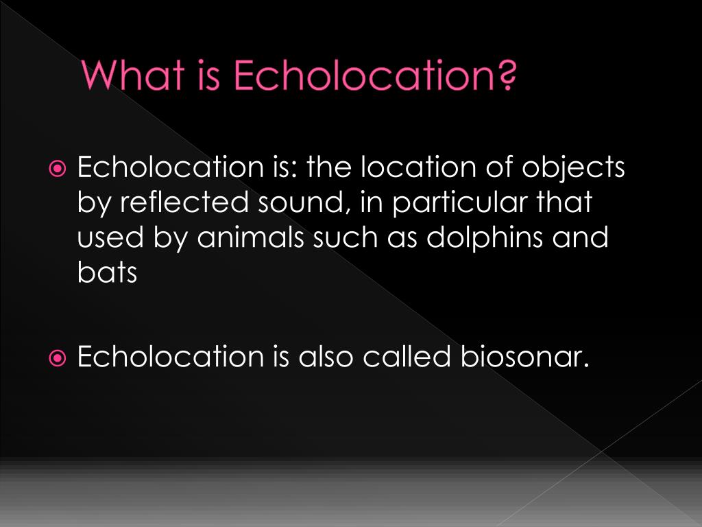 PPT How Do Animals Use Echolocation? PowerPoint Presentation, free