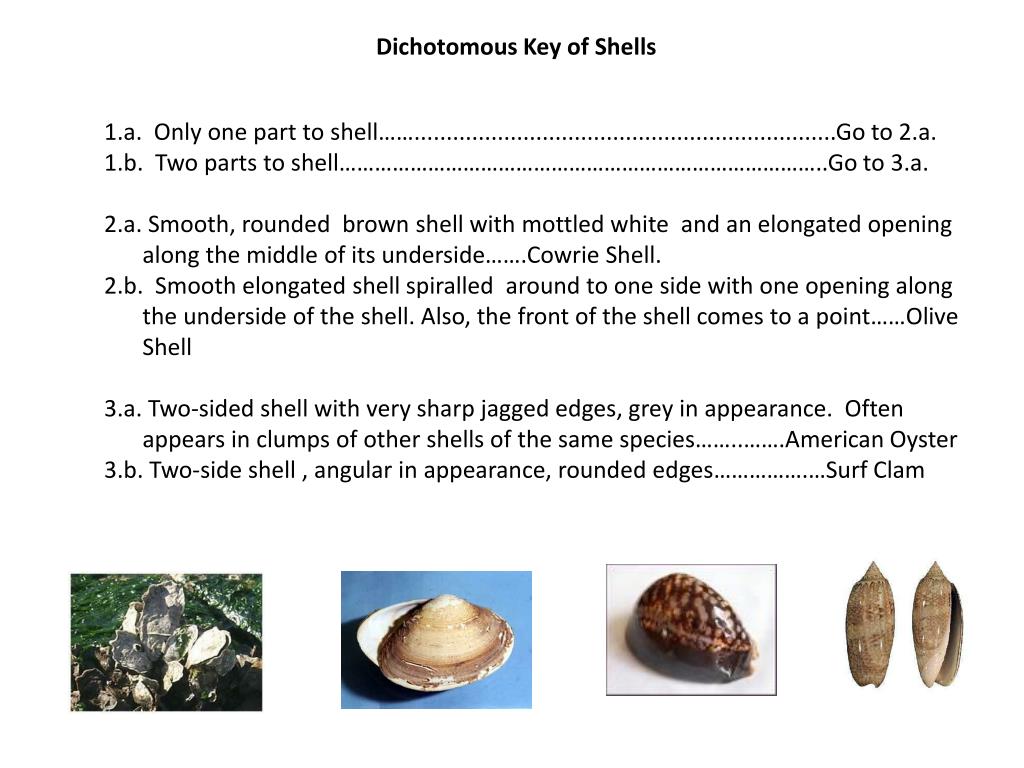 PPT - Dichotomous Key of Shells PowerPoint Presentation, free