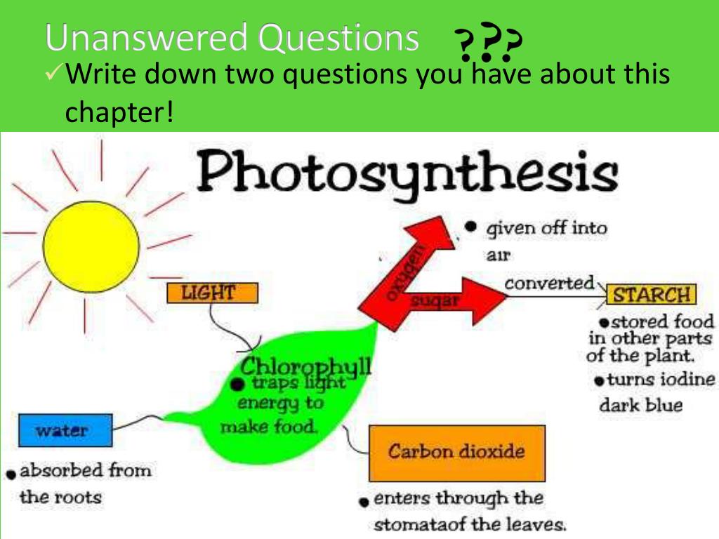 open ended questions on photosynthesis