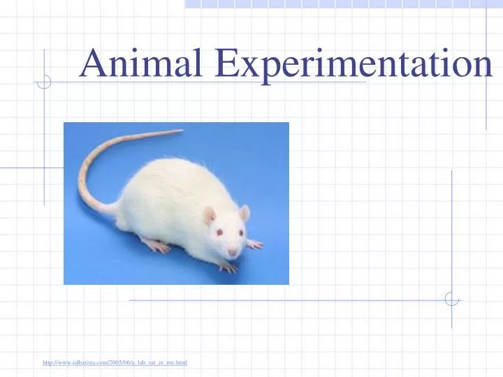 animal experimentation should be abolished Will we ever eliminate animal experimentation having said that, all the replacements that can be implemented should be implemented under pressure. animal experimentation should be abolished Will we ever eliminate animal experimentation having said that, all the replacements that can be implemented should be implemented under pressure.