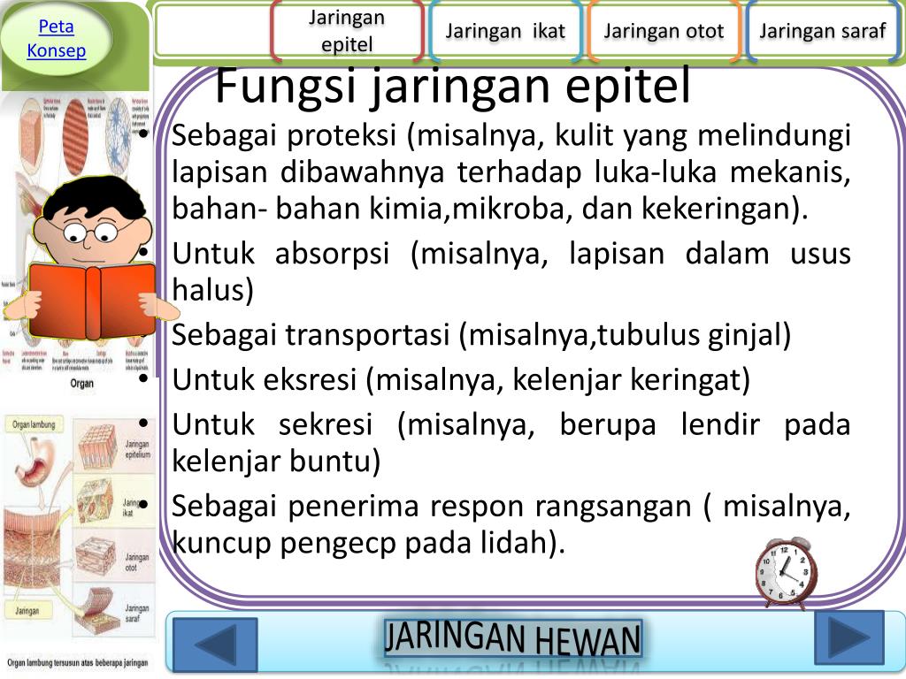  Peta  Konsep  Struktur Dan Fungsi Jaringan  Hewan 