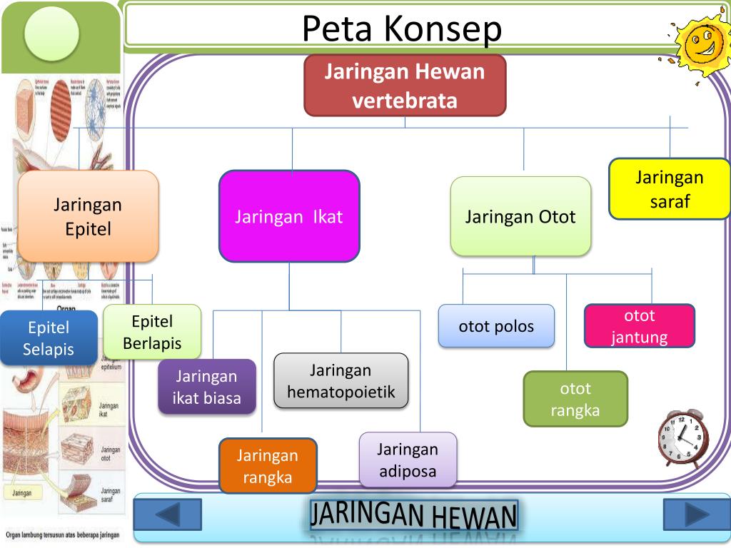 Struktur Dan Fungsi Jaringan  Pada Manusia Dan Hewan  