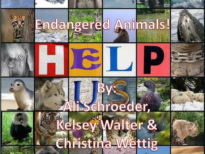 PPT - Endangered Animals! PowerPoint Presentation, free download - ID:2611510 PPT - Endangered Animals! PowerPoint Presentation, free download - ID:2611510