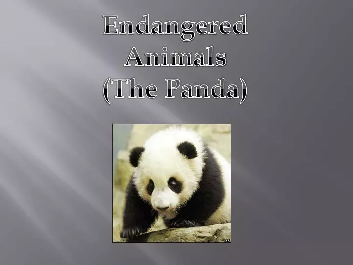 PPT - Endangered Animals (The Panda) PowerPoint Presentation, free download  - ID:2611600
