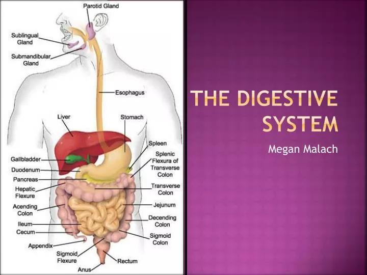presentation digestive system