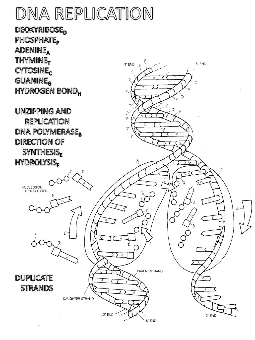 Ppt Dna Replication Deoxyribose D Phosphate P Adenine A Thymine T Cytosine C Guanine G Hydrogen Bond H Powerpoint Presentation Id