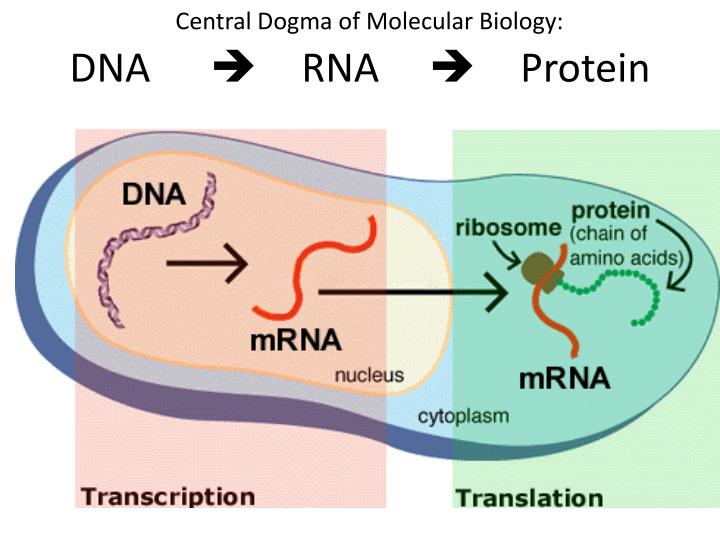 central dogma Transcription translation dna •bases a,t,c,g •double-helical •information storage for cell rna •bases a,u,c,g •varying shapes •(usually) transfers info. central dogma Transcription translation dna •bases a,t,c,g •double-helical •information storage for cell rna •bases a,u,c,g •varying shapes •(usually) transfers info.