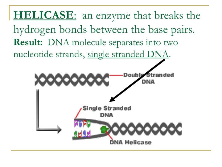 REPLICATION PowerPoint Presentation Biology Diagrams