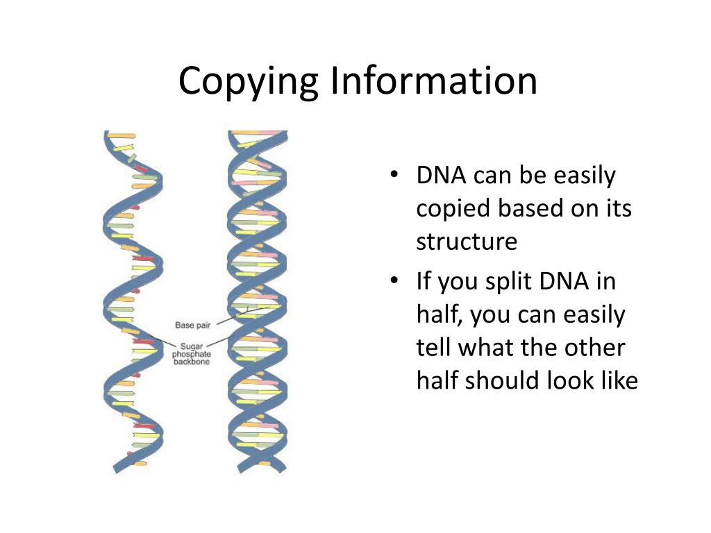 7 тестов днк 2. DNA Replication presentation. Модель тромбона репликации ДНК. Replication картинки. Replication of the DNA chromosomes.