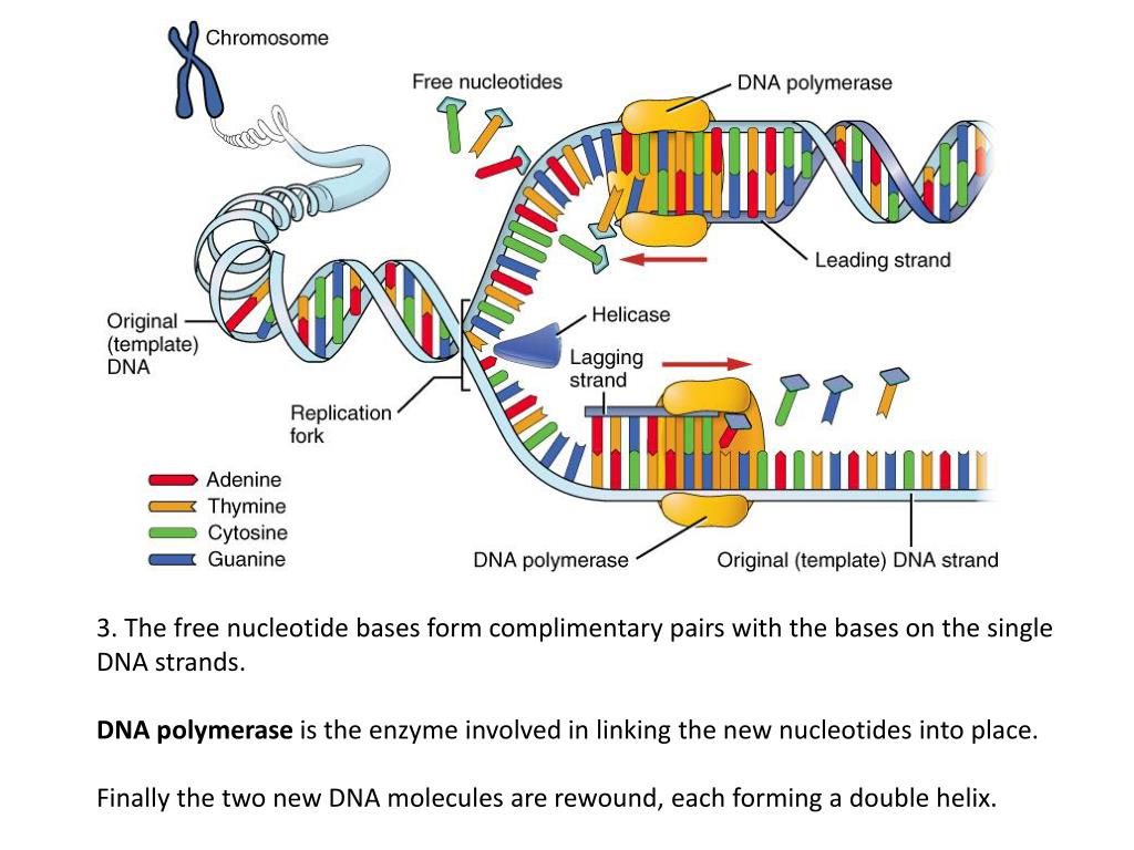 Матричная и транскрибируемая днк. Репликация ДНК ЕГЭ биология. РНК полимераза в репликации ДНК. Транскрипция трансляция репликация. Матрица репликации транскрипции и трансляции.