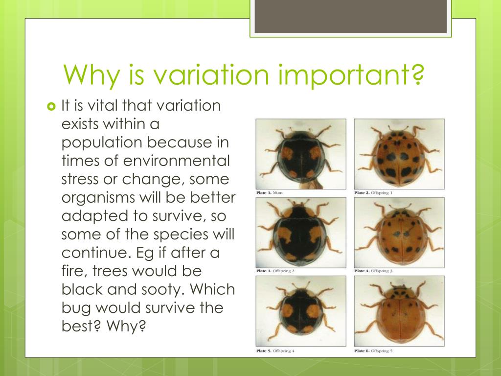 PPT - Variation PowerPoint Presentation, free download - ID:2615281