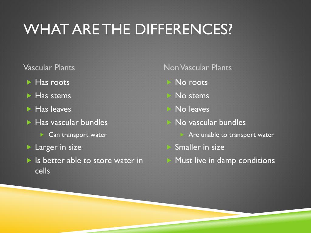 What Is The Difference Between Vascular And Nonvascular