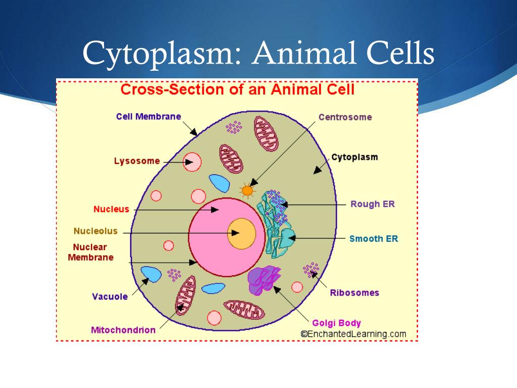 Ppt Cytoplasm Powerpoint Presentation Free Download Id2615579