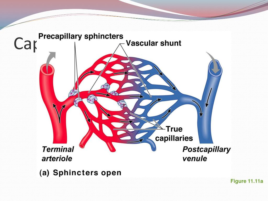 PPT Exercise 21 Anatomy of Blood Vessels PowerPoint Presentation