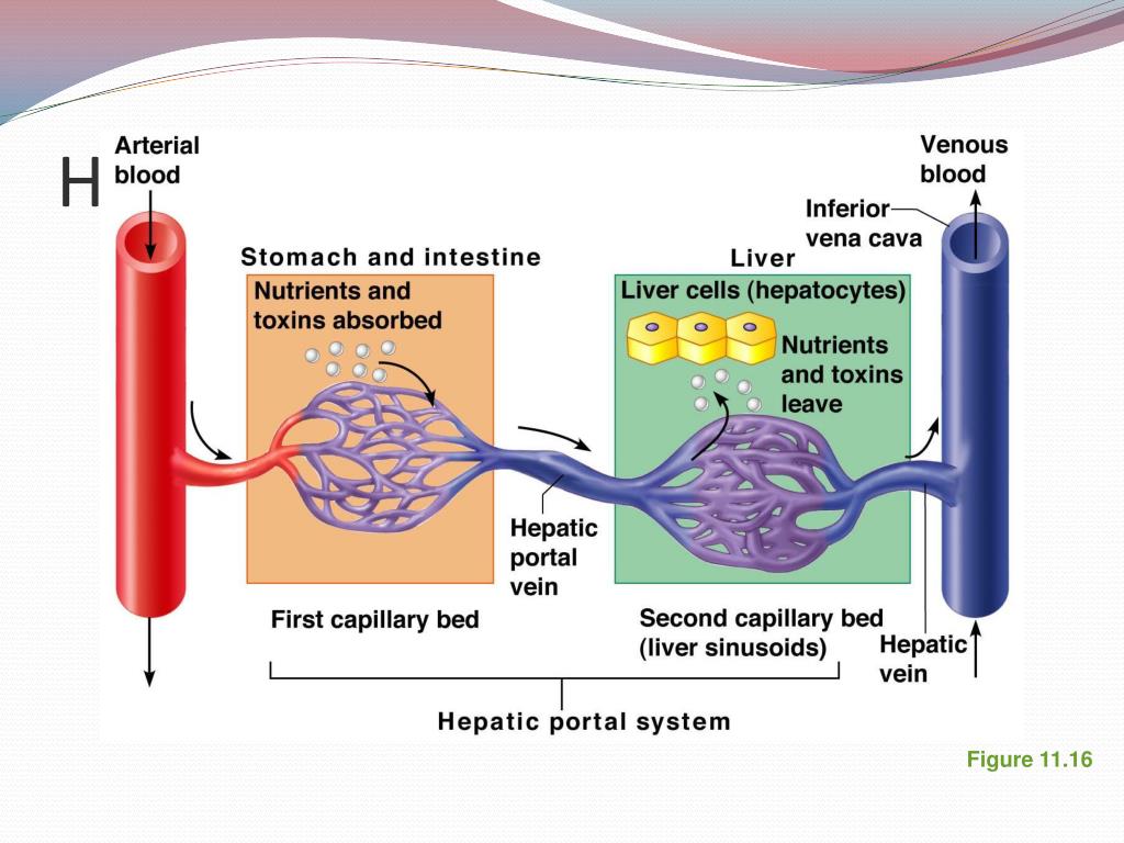 PPT Exercise 21 Anatomy of Blood Vessels PowerPoint Presentation