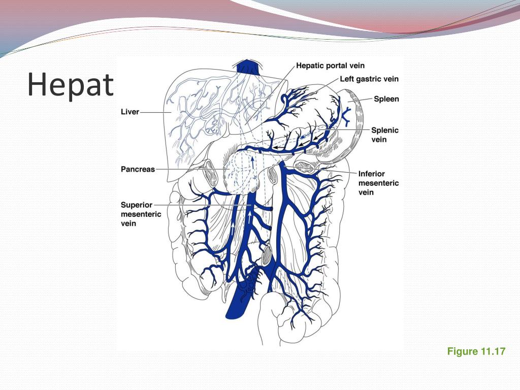 Exercise 21: Anatomy of Blood Vessels PowerPoint Presentation ... Biology Diagrams