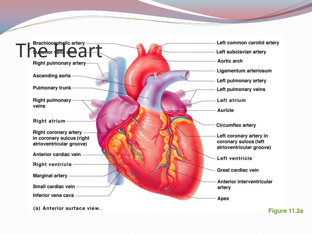PPT Exercise 21 Anatomy of Blood Vessels PowerPoint Presentation